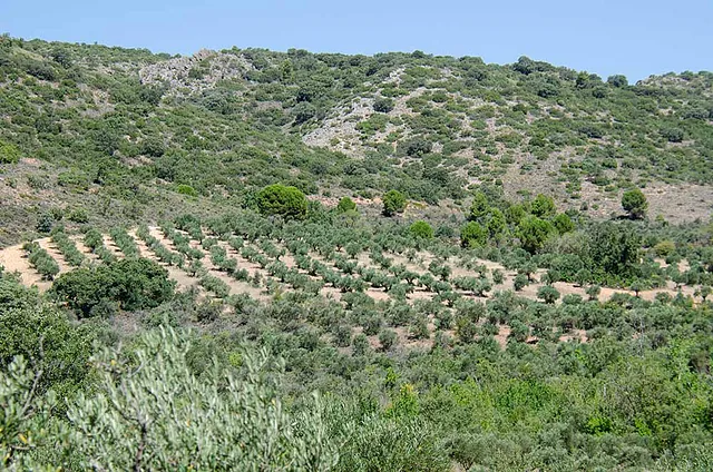 Olivares de Altomira: OLEOTURISMO. Venta de AOVE campo de olivares