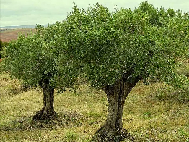 Olivares de Altomira: OLEOTURISMO. Venta de AOVE arboles