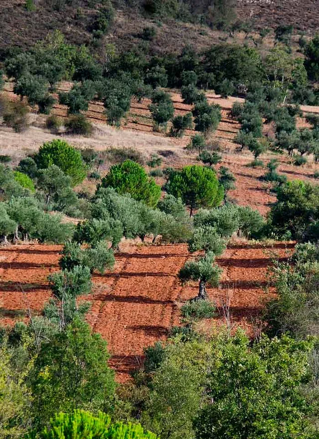 Olivares de Altomira: OLEOTURISMO. Venta de AOVE cultivos